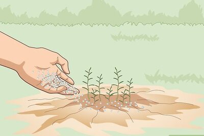 How to Fertilize Herbs