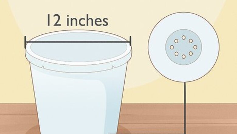 How to Grow Calla Lilies