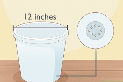 How to Grow Calla Lilies