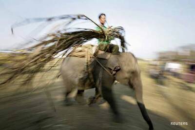 And the 'Miss Pachyderm' award goes to....