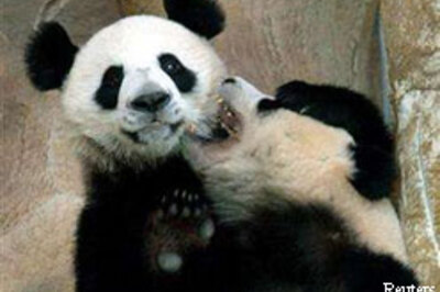 Thai zoo finds gold in pandas' dung