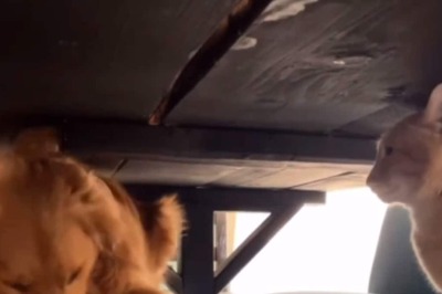 Who Said Dog And Cat Can't Be Friends? Well, Here Is A Video Evidence For You