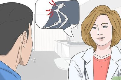 How to Train a Scared Dog to Go Down the Stairs