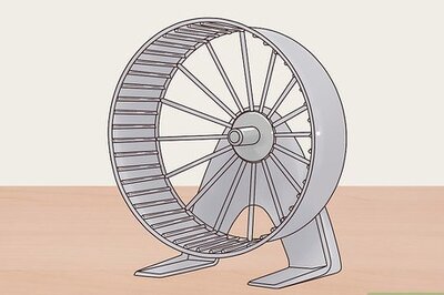 How to Exercise Pet Mice