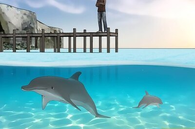 How to Save Dolphins