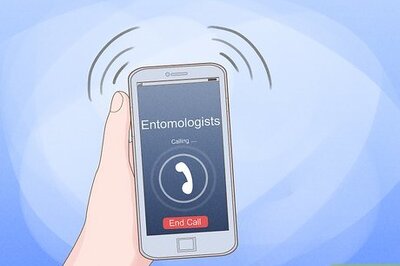 How to Catch a Queen Ant