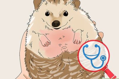 How to Care for a Hedgehog with Wobbly Hedgehog Syndrome