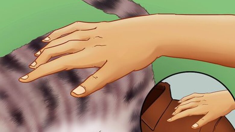 How to Identify a Devon Rex Cat
