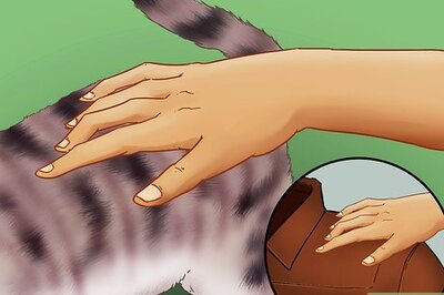 How to Identify a Devon Rex Cat