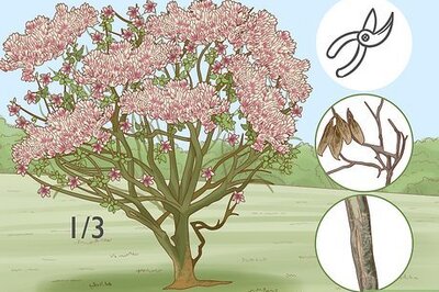 How to Prune a Magnolia Tree