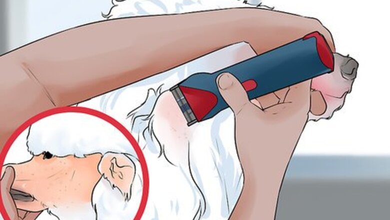 How to Do a Banded Dutch on a Poodle