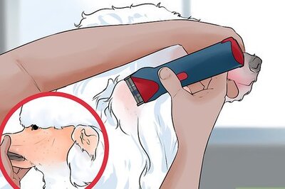 How to Do a Banded Dutch on a Poodle