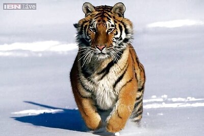 China on lookout for Siberian tiger released by Putin