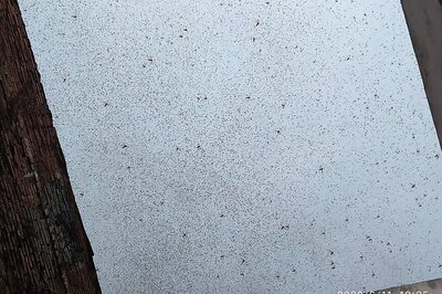 UP Govt Announces Rs 5 Lakh Aid to Bordering Districts to Tackle Locust Menace