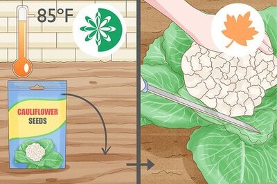 How to Harvest Cauliflower