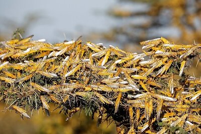 Videos of 'Locust Swarms' in Mumbai Go Viral, Officials Debunk Claims