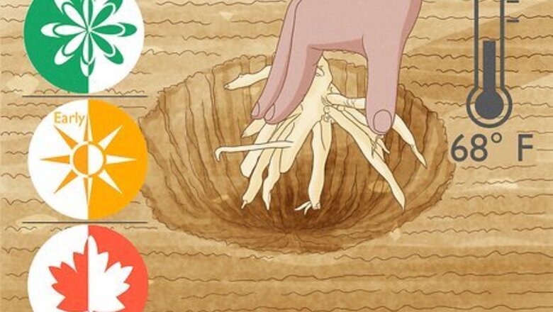 How to Grow Alstroemeria