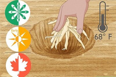 How to Grow Alstroemeria