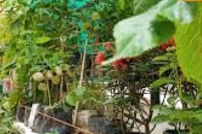 To Combat Indoor Heat, Bring These Houseplants Home