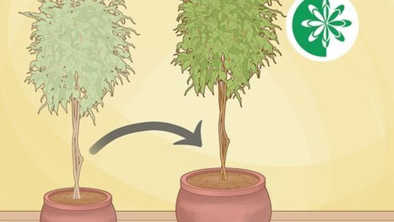 How to Repot a Ficus Tree