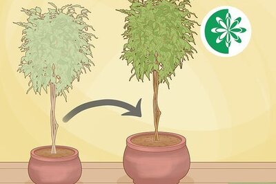 How to Repot a Ficus Tree