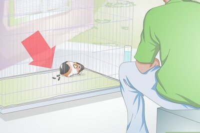 How to Litter Train Guinea Pigs