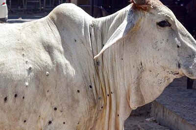 Lumpy Skin Disease: Maha Districts Asked to Speed Up Vaccination of Cattle to Control Spread