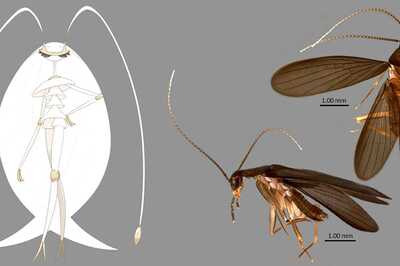 New Cockroach Species Discovered In Singapore Named After A Pokemon