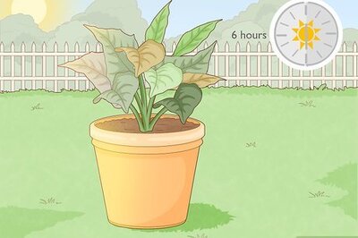 How to Revive a Dying Poinsettia