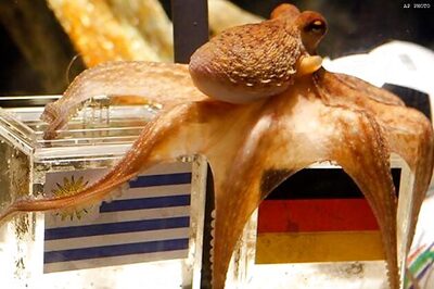 Oracle Paul predicts Russian poll result