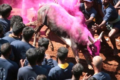 Mere Presence of Tradition Can't Justify Its Practice: SC on Jallikattu