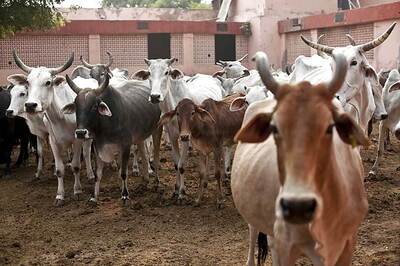 Haryana Plans 'PG Hostels' for Cows in Urban Areas, Opposition Ridicules Idea