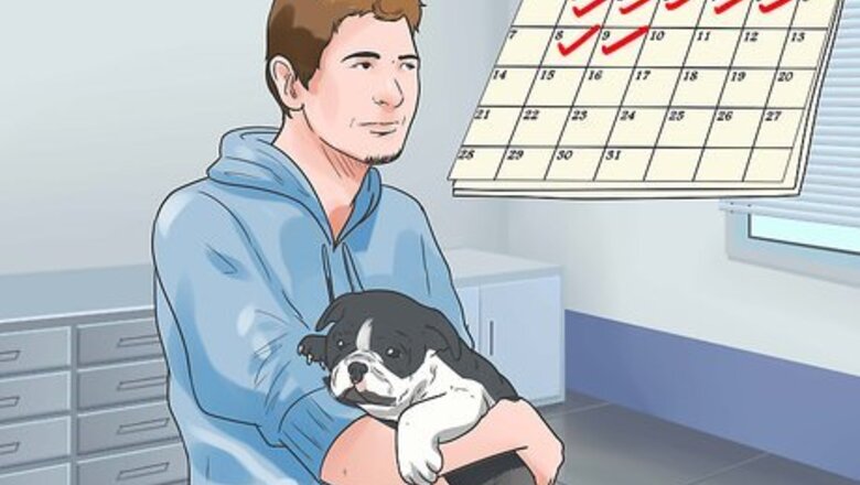 How to Care for Bulldogs
