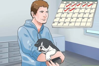 How to Care for Bulldogs