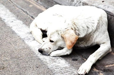 South Delhi Stray Dogs to Don Collars, be Vaccinated as Civic Body Gears Up for Elimination of Rabies