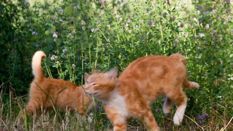 How to Adopt a Shelter Cat
