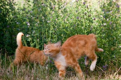 How to Adopt a Shelter Cat