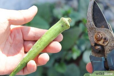 How to Dry Okra Seeds