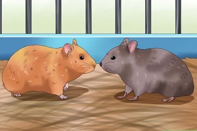 How to Tell if Your Hamsters Are Fighting