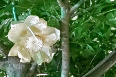 In Lucknow, Unseasonal Parijat Flowers At Ancient Hanuman Temple Draw Crowds