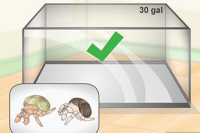 How to Play With Your Hermit Crab
