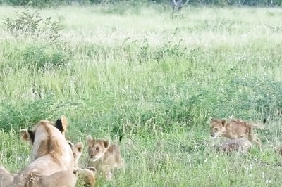 Video Of Mama Lion's Heartwarming Reunion With Her Cubs Is Too Emotional