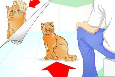 How to Check Your Cat's Teeth