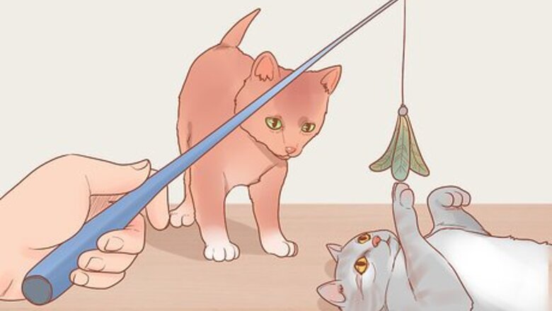 How to Adopt a Pair of Kittens