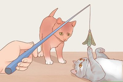 How to Adopt a Pair of Kittens