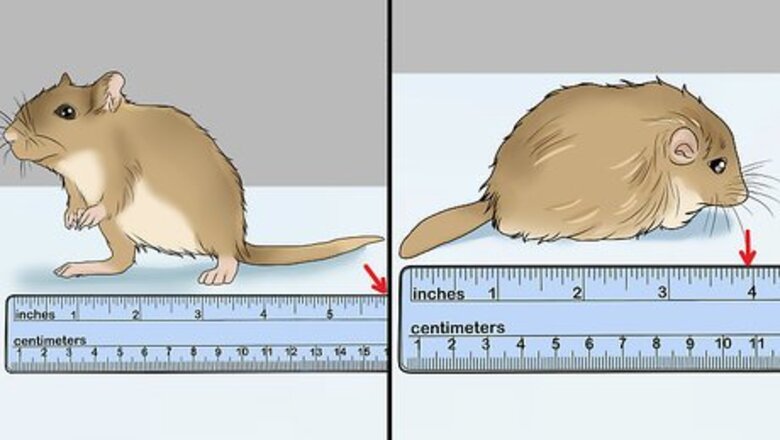 How to Choose a Gerbil Breed