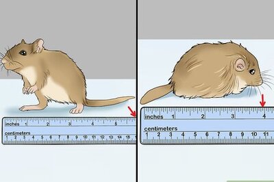 How to Choose a Gerbil Breed