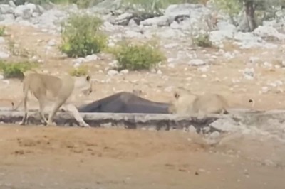 Video Of Elephant Trying To Rescue Stuck Rhino From Hungry Lions Goes Viral