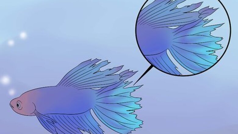 How to Cure Betta Fish Diseases