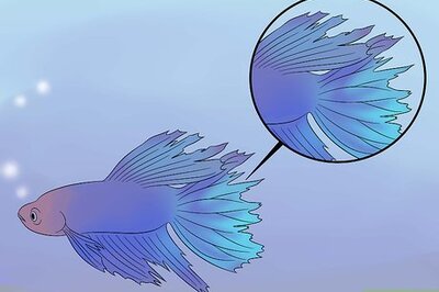 How to Cure Betta Fish Diseases